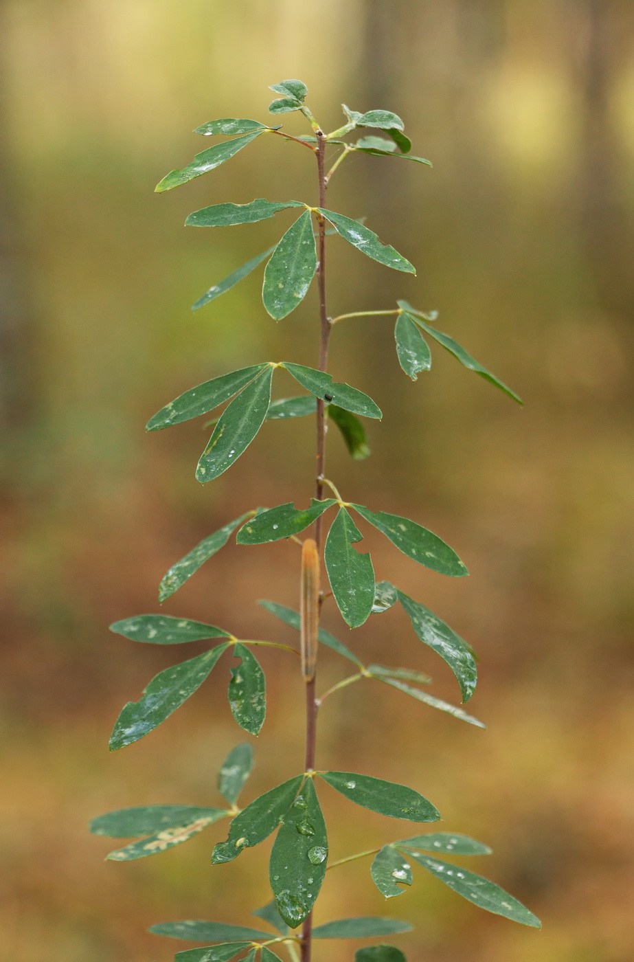 Изображение особи Chamaecytisus ruthenicus.