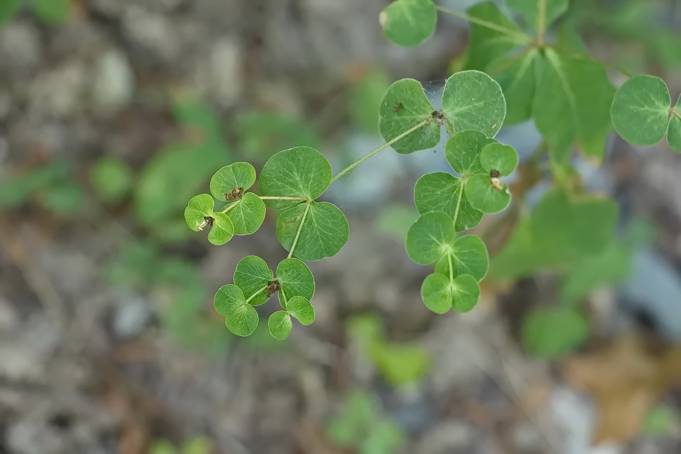 Image of Euphorbia squamosa specimen.