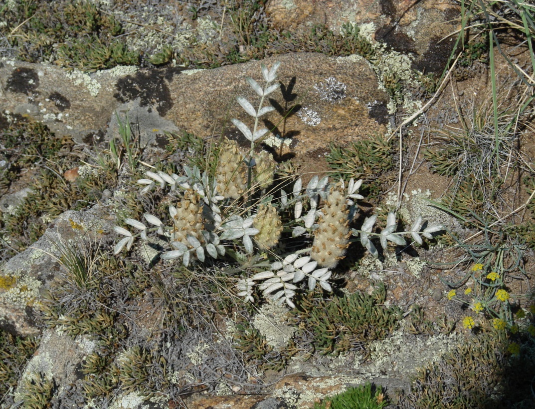 Изображение особи Astragalus lupulinus.