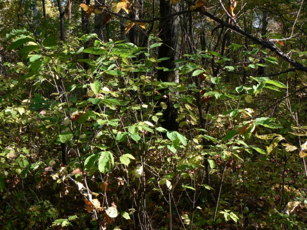 Image of Euonymus macropterus specimen.