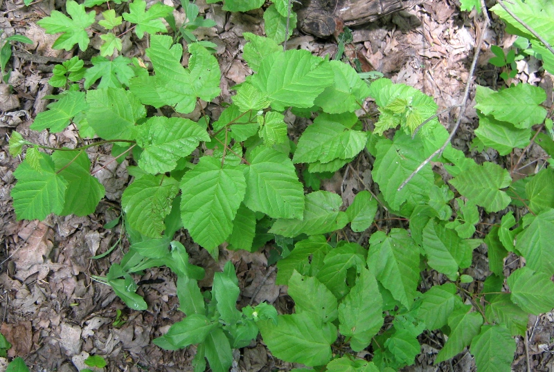 Image of Acer tataricum specimen.