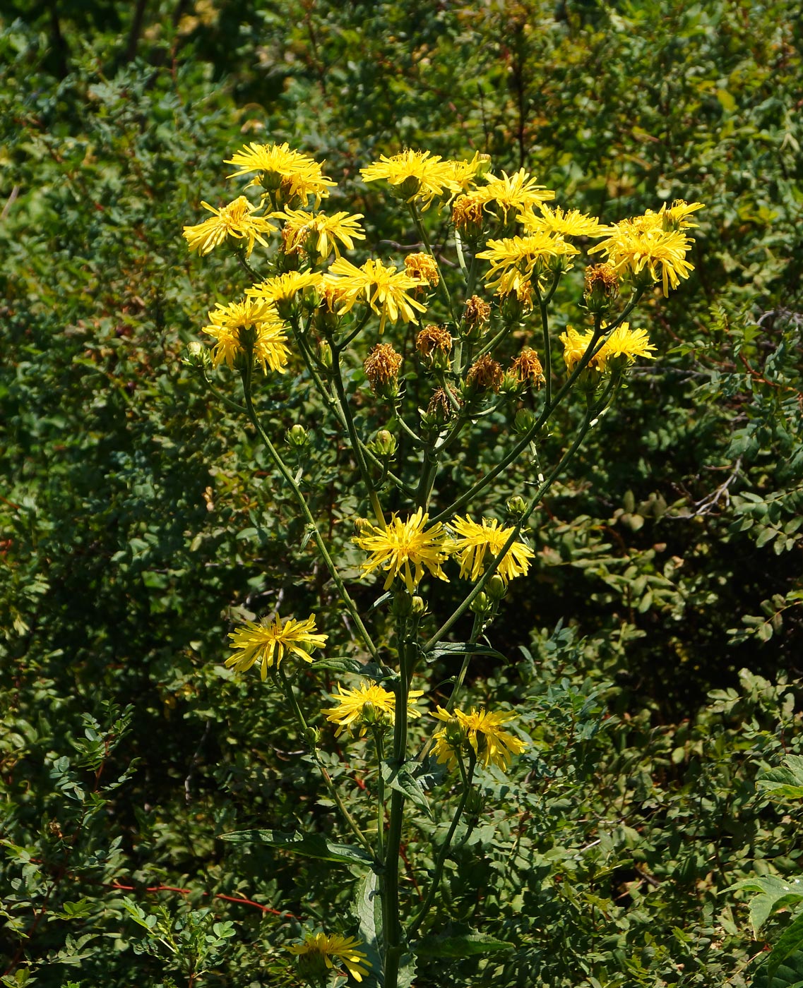 Image of Crepis sibirica specimen.