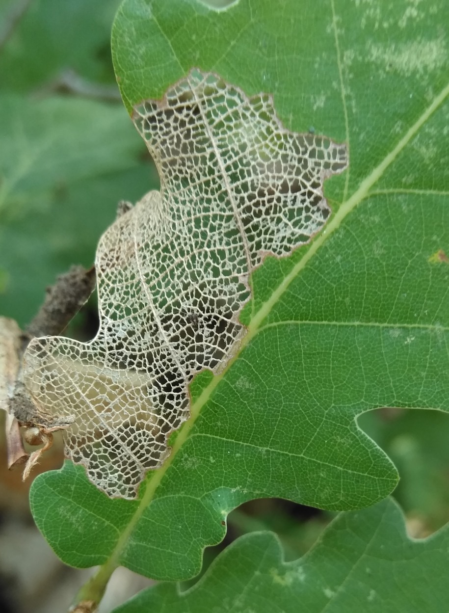 Изображение особи род Quercus.