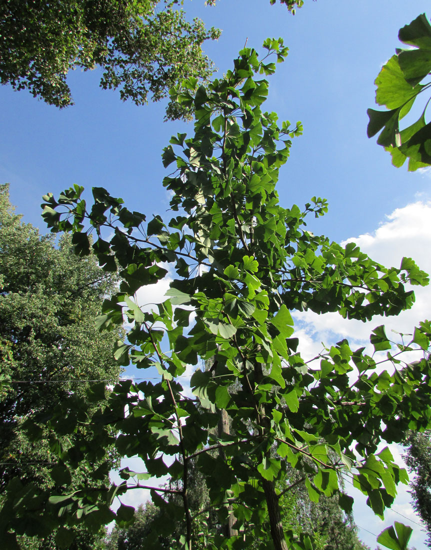 Image of Ginkgo biloba specimen.