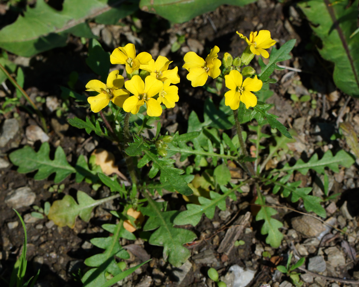 Image of Chorispora sibirica specimen.