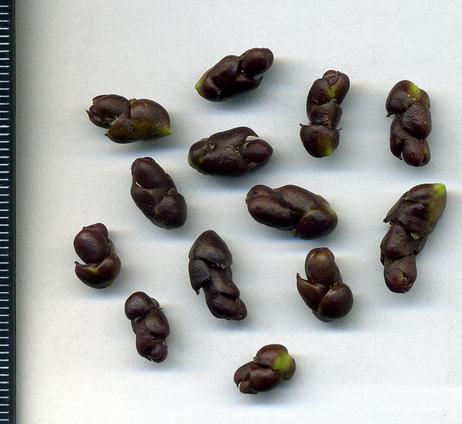 Image of Cardamine bulbifera specimen.