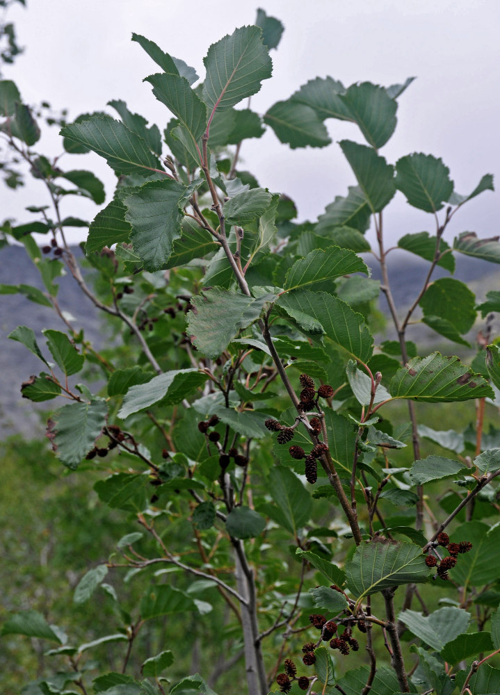 Image of Alnus kolaensis specimen.