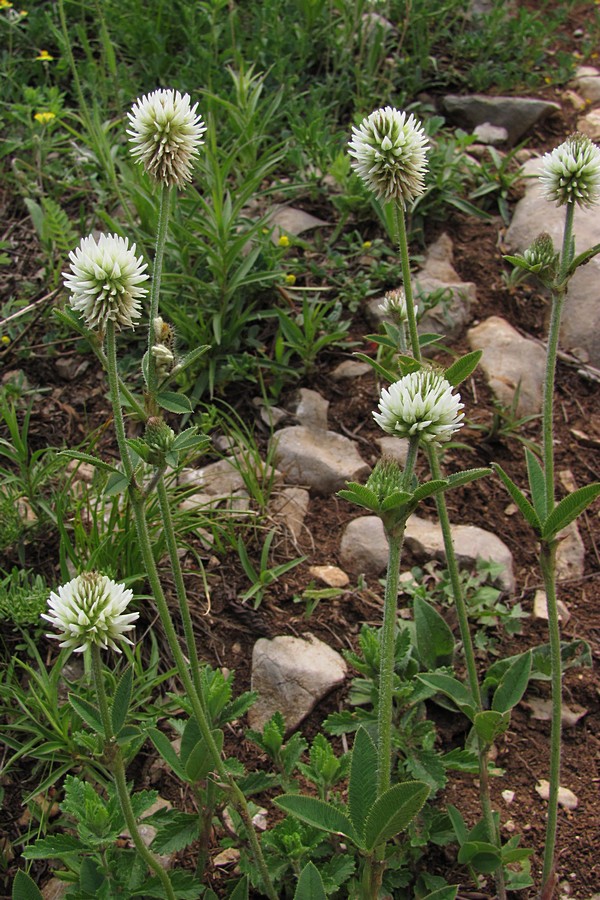 Изображение особи Trifolium montanum.