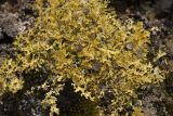 Vulpicida tilesii. Таллом в сообществе с Cladonia и Hypogymnia. Республика Алтай, Кош-Агачский р-н, Северо-Чуйский хребет, долина р. Актру, нижняя часть поросшего лиственницей каменистого склона северо-западной экспозиции, на замшелом камне. 14.08.2018.