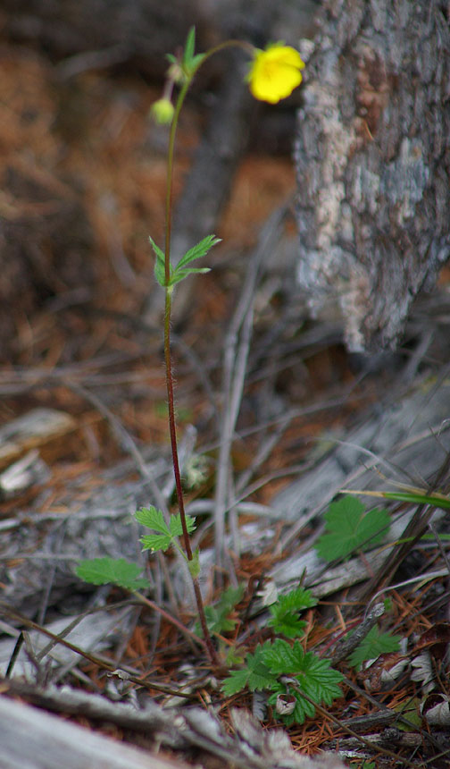 Image of Potentilla arenosa specimen.