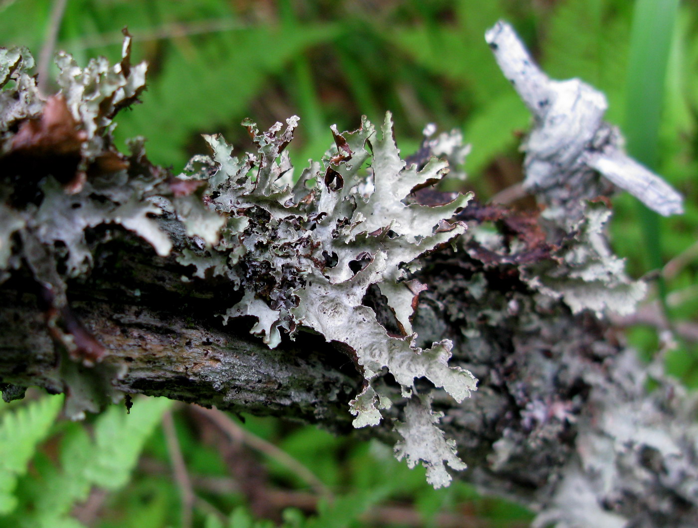 Image of Platismatia glauca specimen.