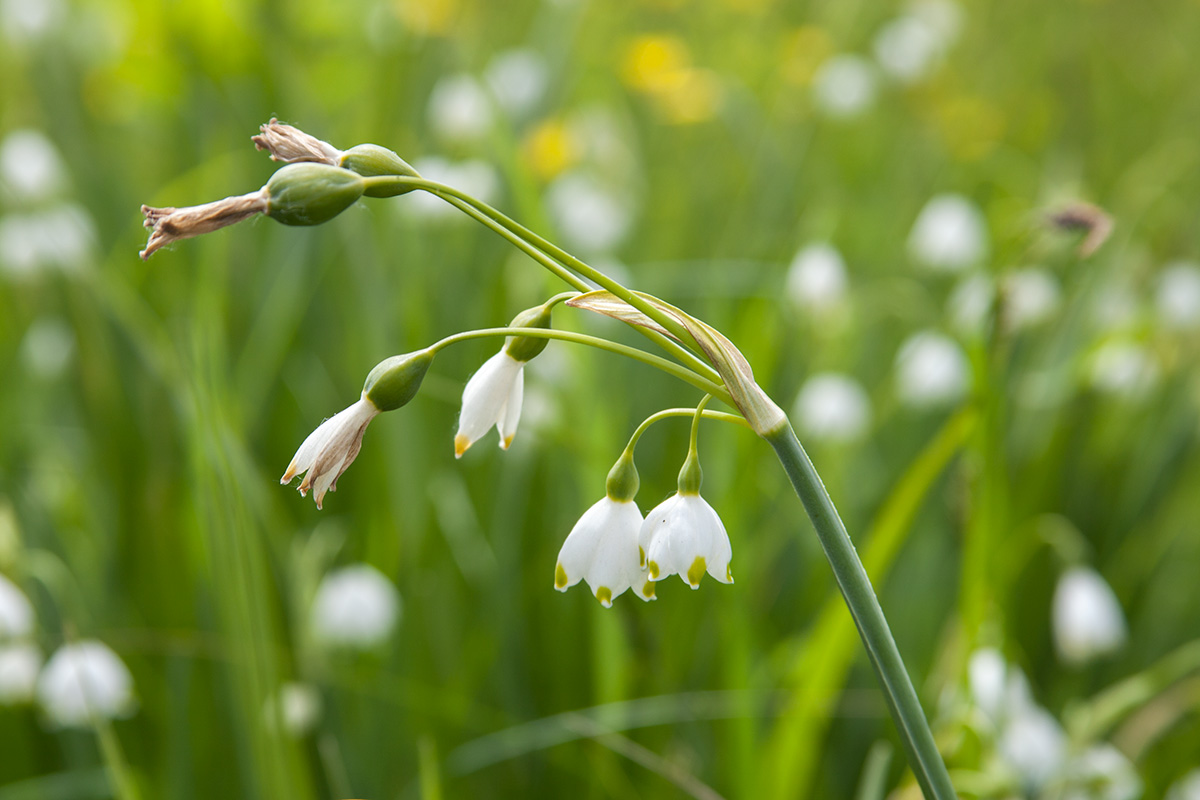 Image of Leucojum aestivum specimen.