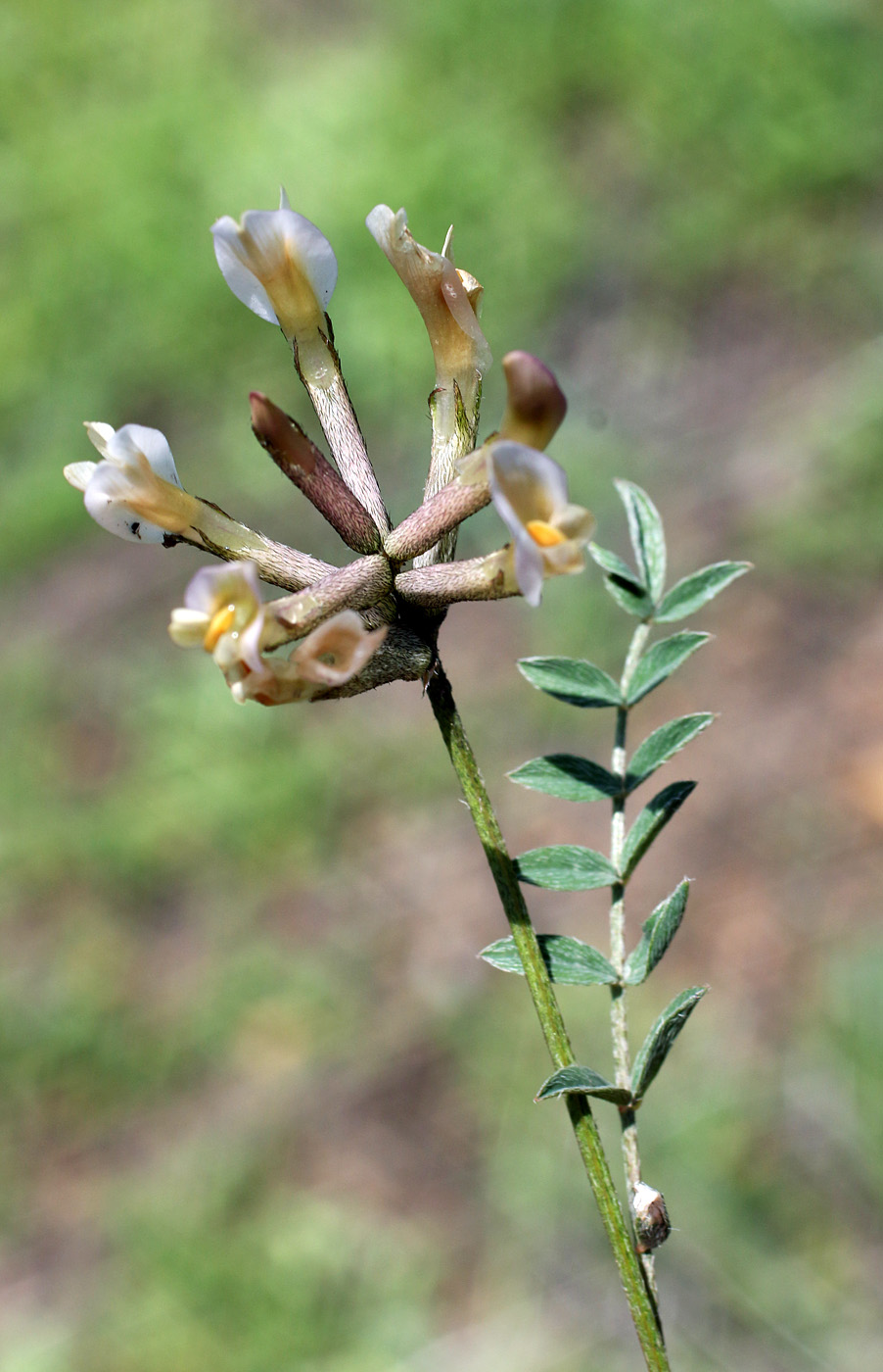 Изображение особи Astragalus macrotropis.