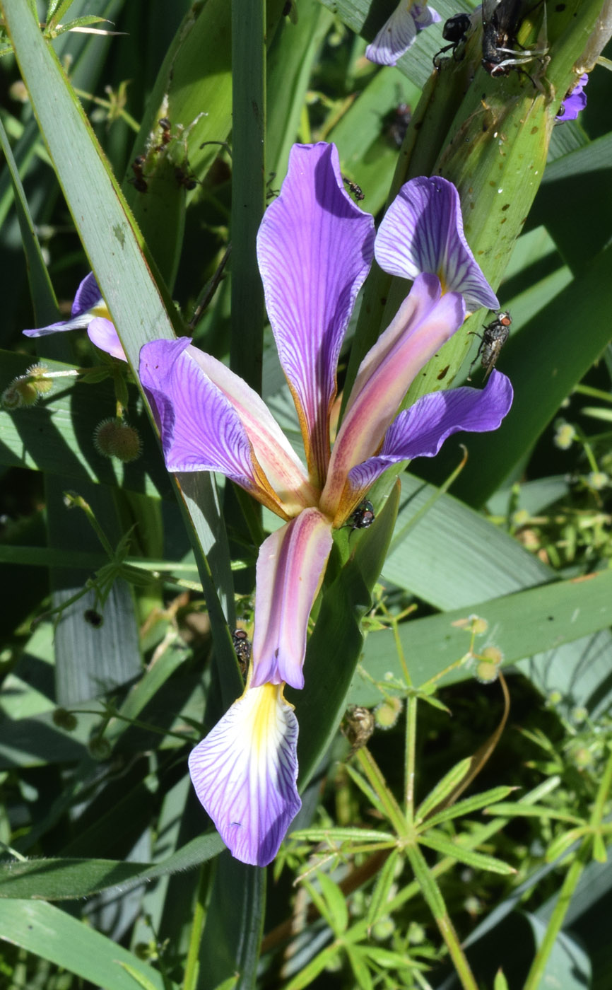 Image of Iris sogdiana specimen.