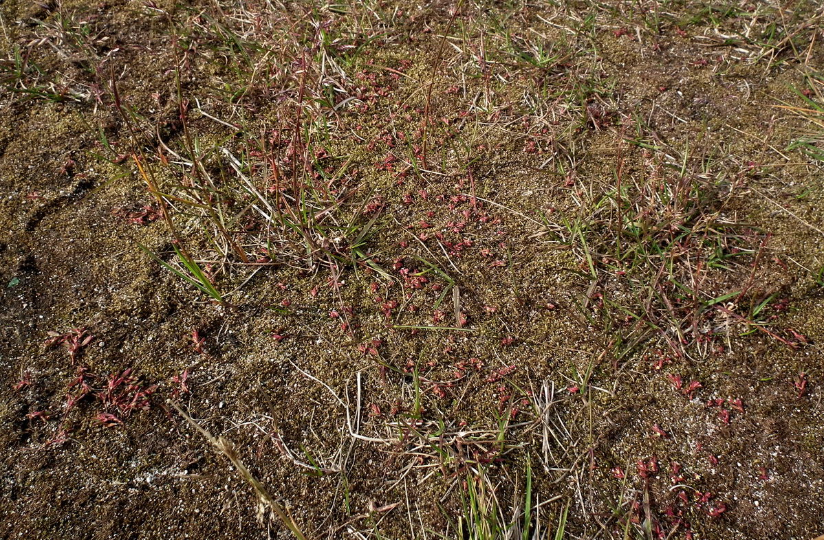 Image of genus Polygonum specimen.