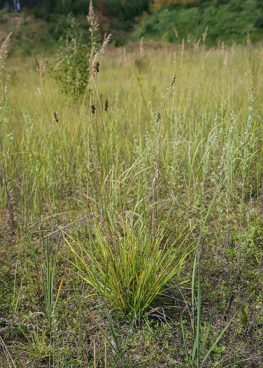 Изображение особи Dactylis glomerata.