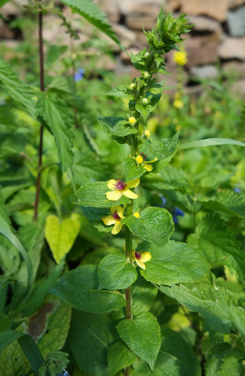 Изображение особи род Verbascum.