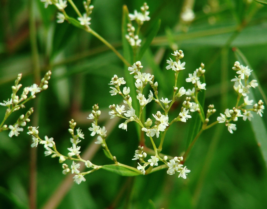 Изображение особи Aconogonon divaricatum.