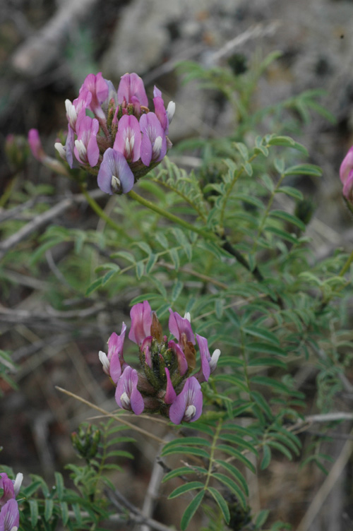 Изображение особи Astragalus fedtschenkoanus.