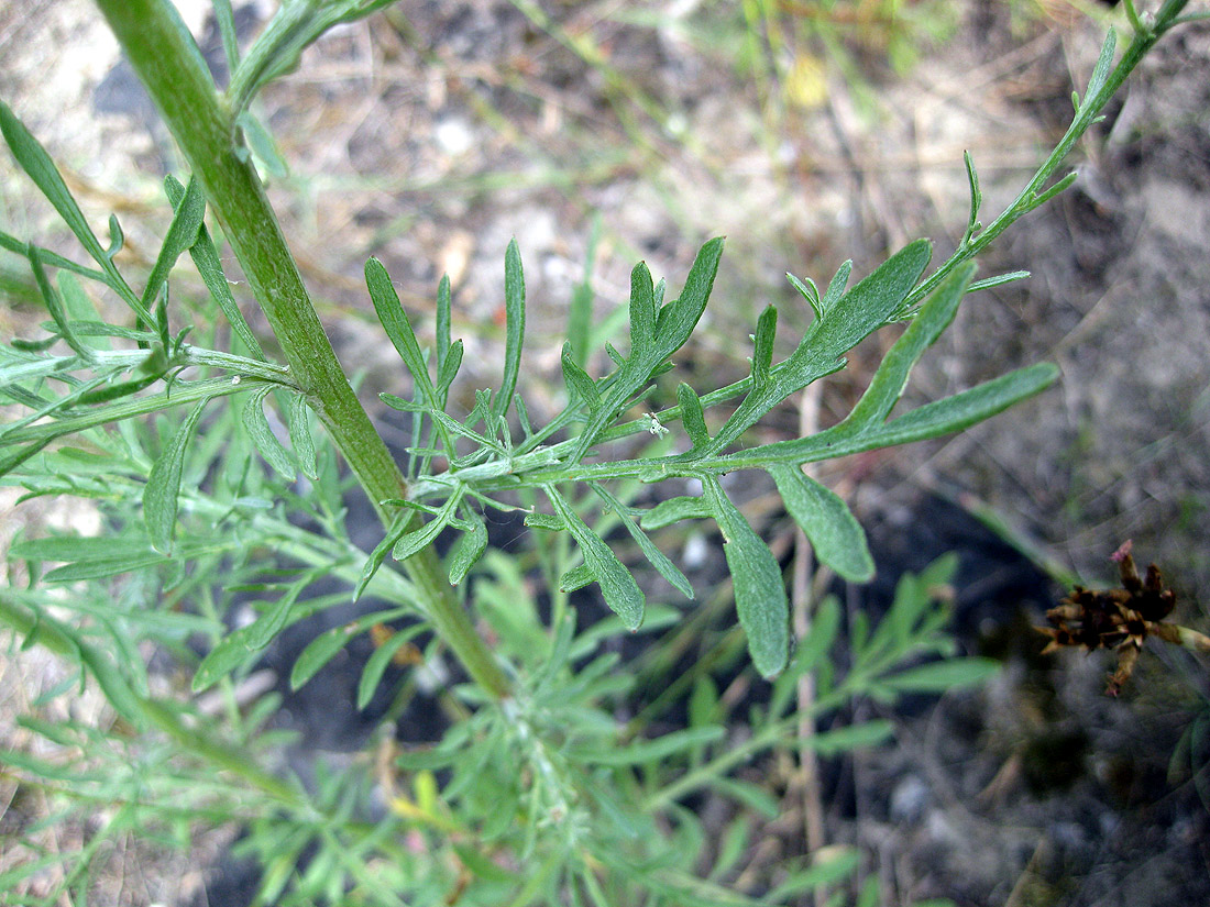 Image of Centaurea borysthenica specimen.