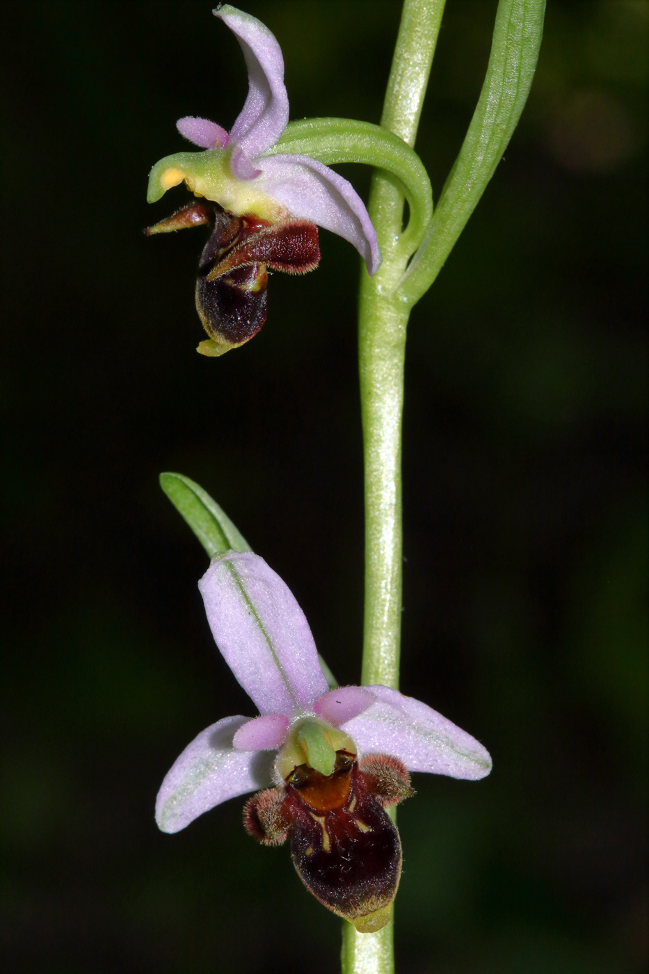 Image of Ophrys oestrifera specimen.