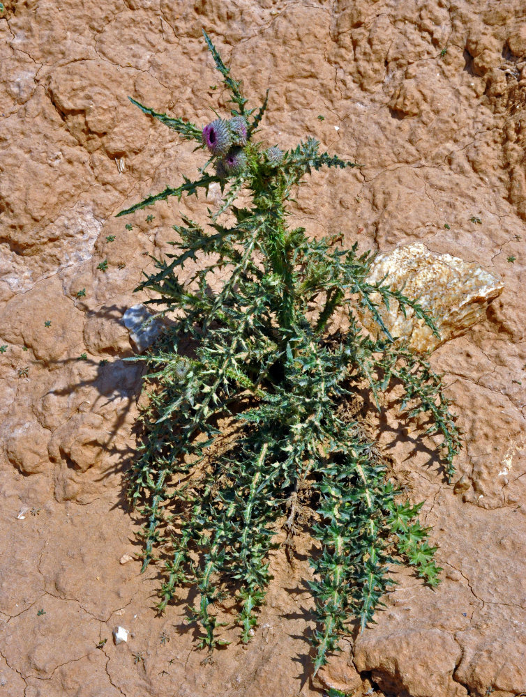 Изображение особи Carduus uncinatus.