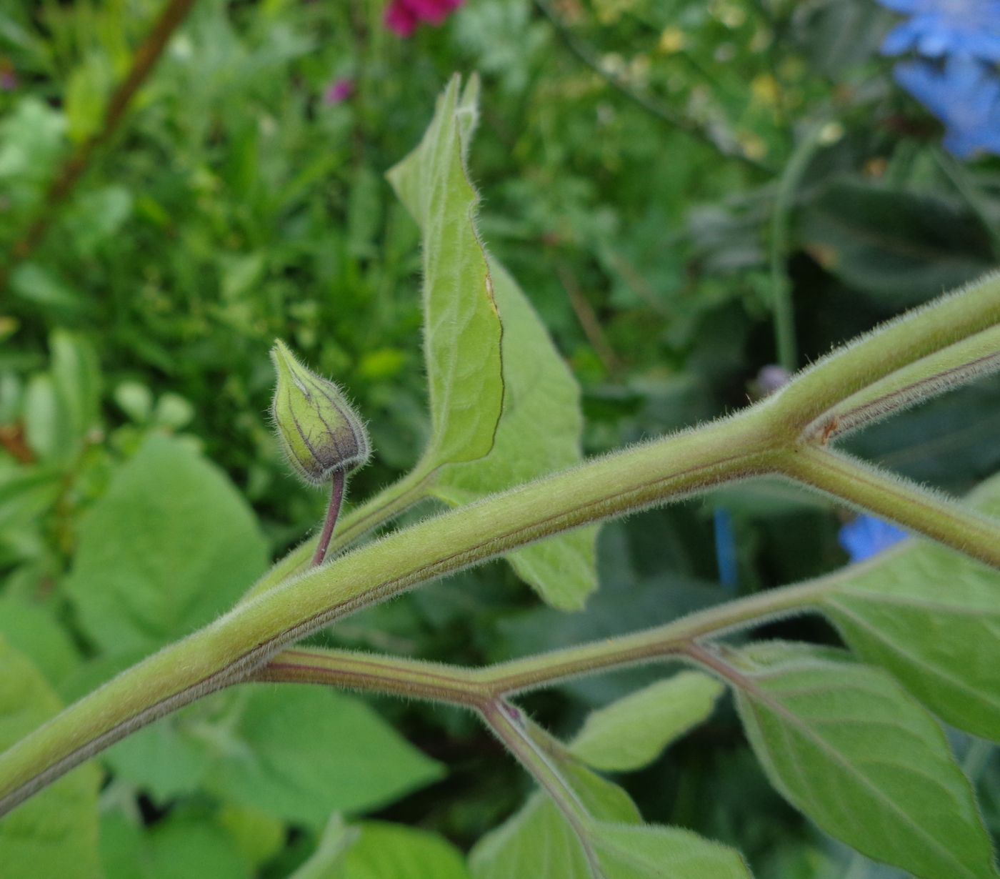 Image of Physalis peruviana specimen.