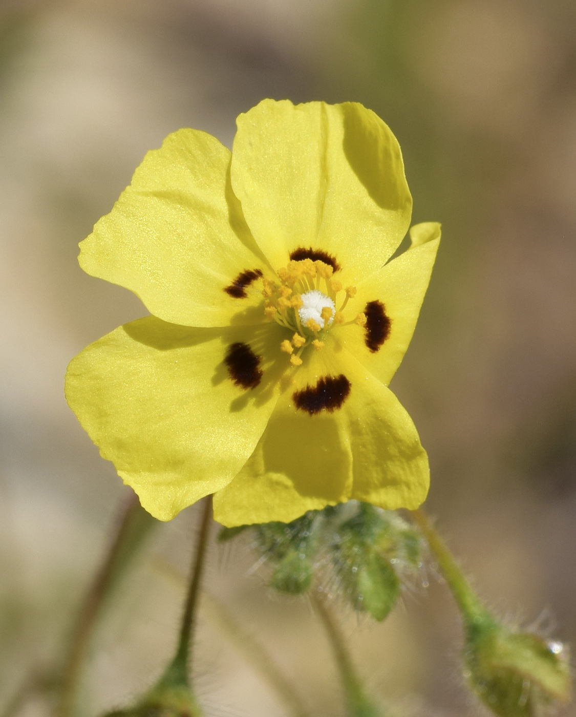 Image of Tuberaria guttata specimen.