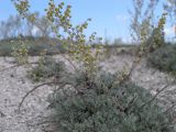 Artemisia hololeuca