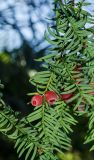 Taxus baccata