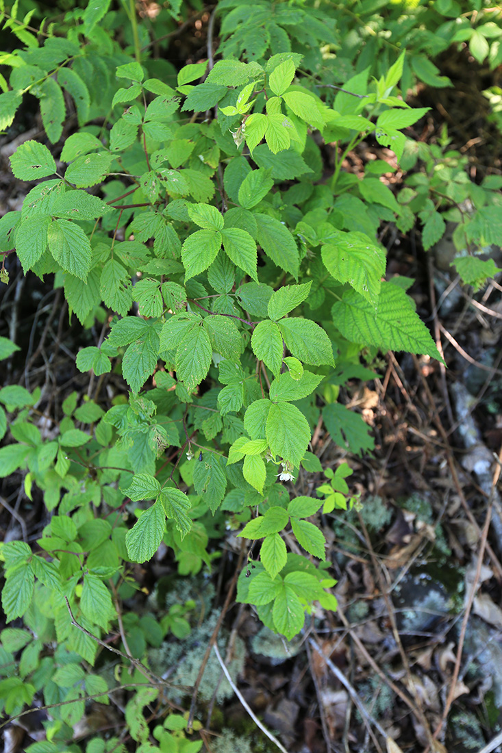 Image of Rubus matsumuranus specimen.