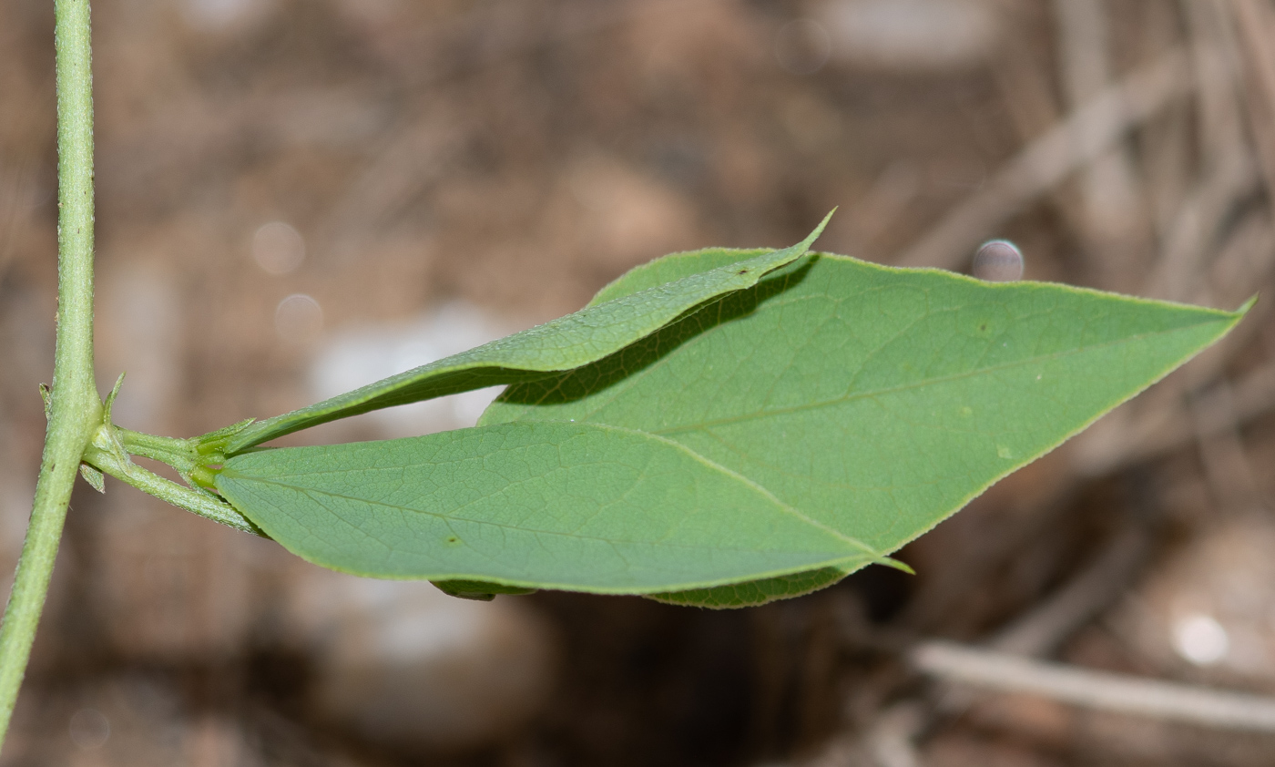 Image of Otoptera burchellii specimen.