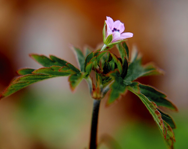 Image of Geranium sibiricum specimen.