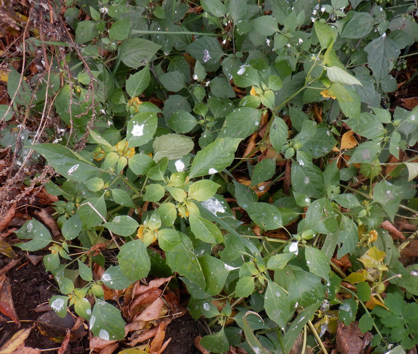 Изображение особи Physalis ixocarpa.