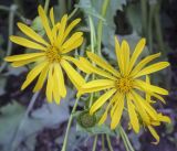 Silphium perfoliatum. Соцветия. Санкт-Петербург, Ботанический сад БИН РАН, альпийская горка, в культуре. 09.09.2020.