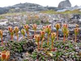 Diapensia lapponica