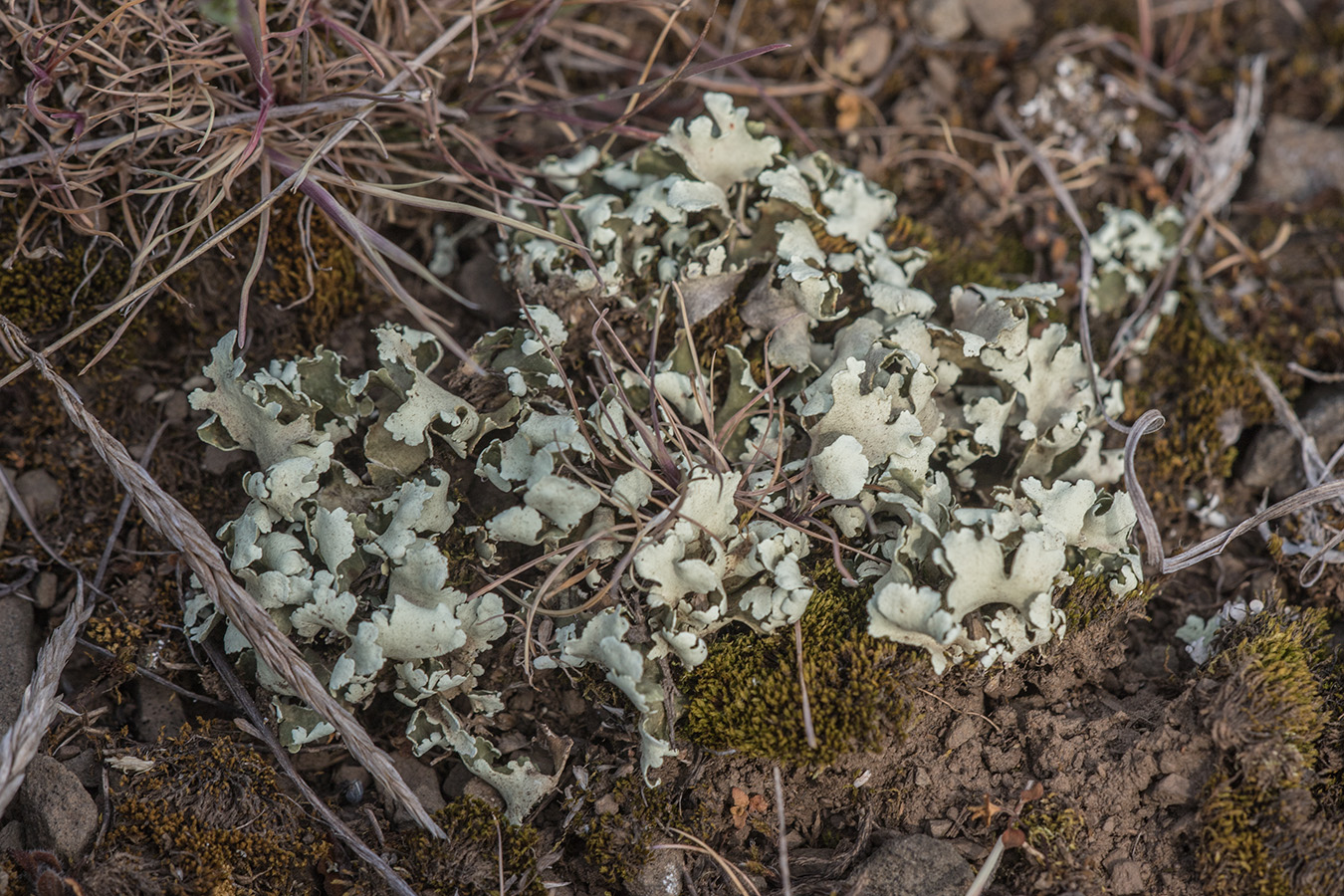 Image of genus Cladonia specimen.