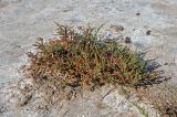genus Salicornia