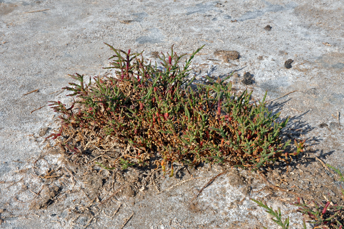 Image of genus Salicornia specimen.