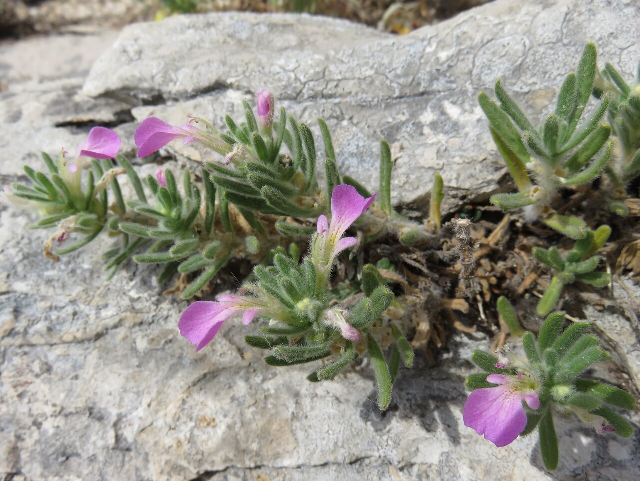 Image of Ajuga iva specimen.