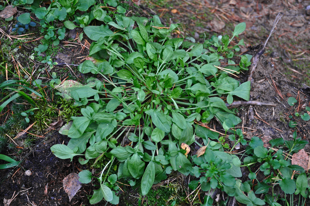 Image of Rumex acetosella specimen.