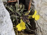 Erysimum seipkae