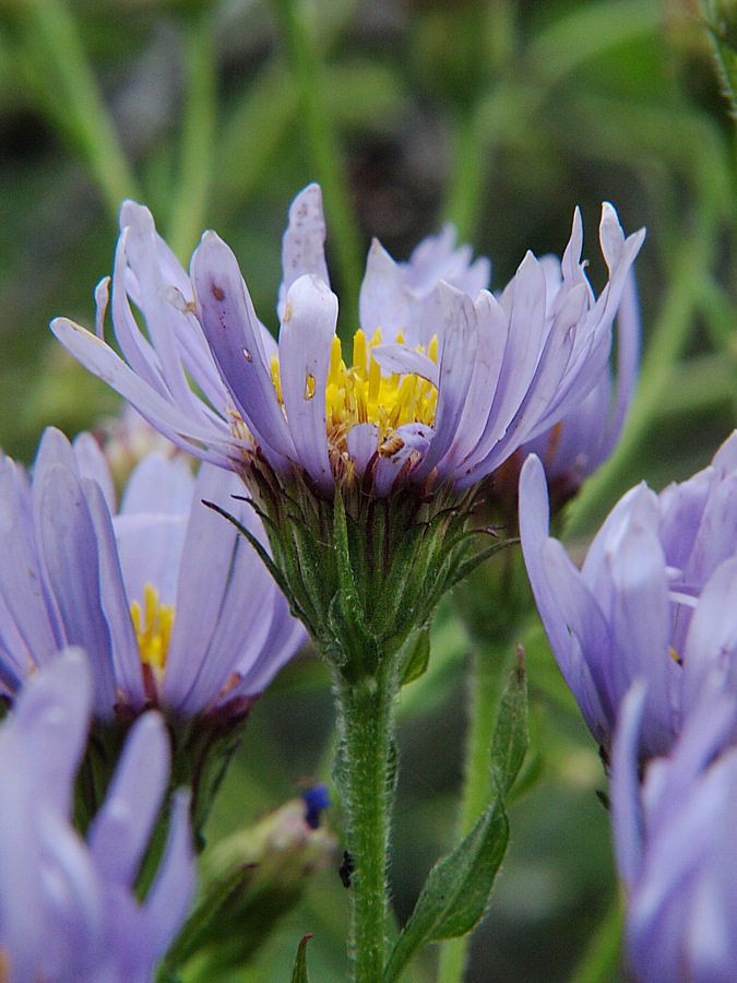 Image of familia Asteraceae specimen.