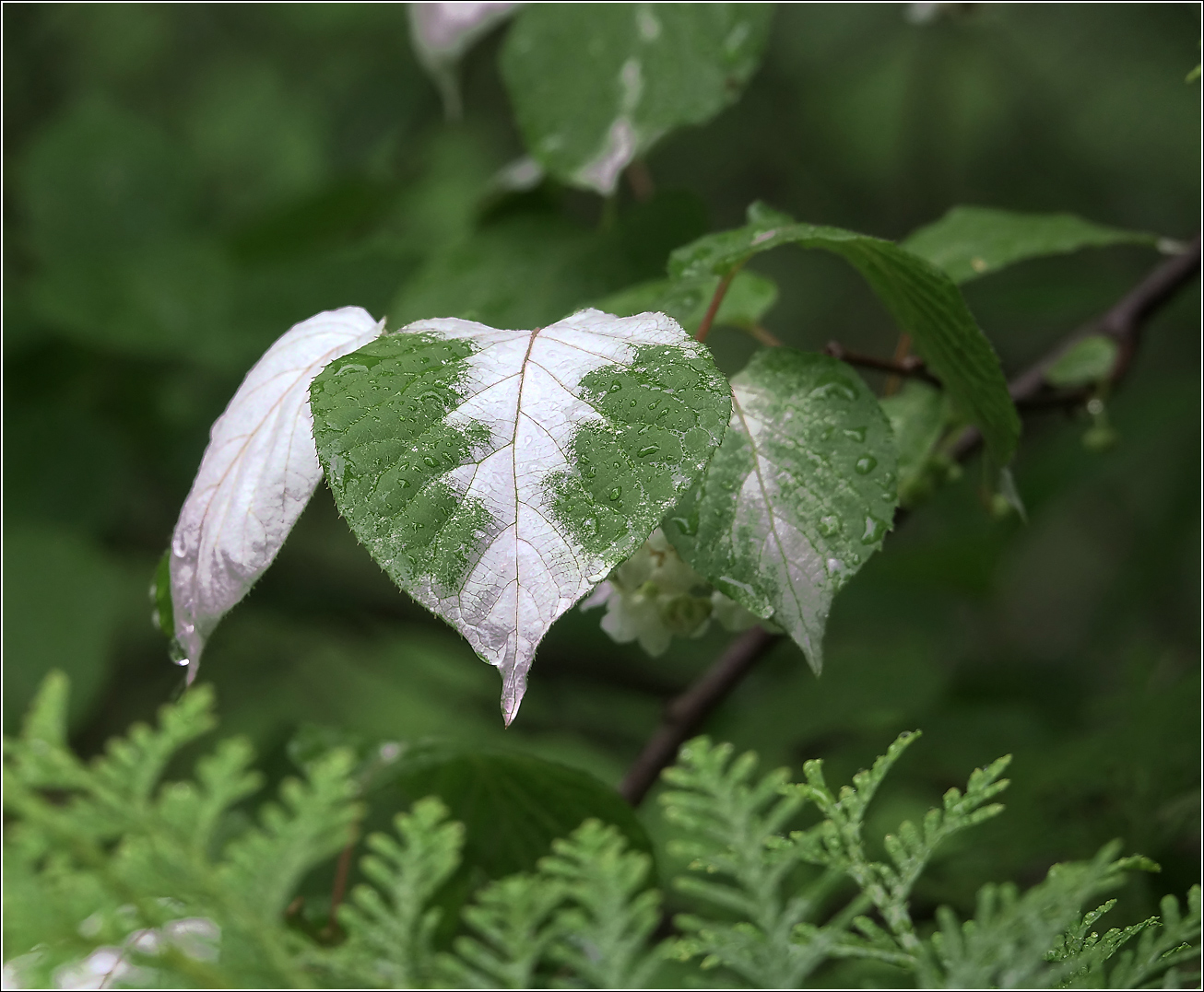 Изображение особи Actinidia kolomikta.