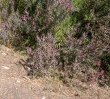 genus Leucadendron