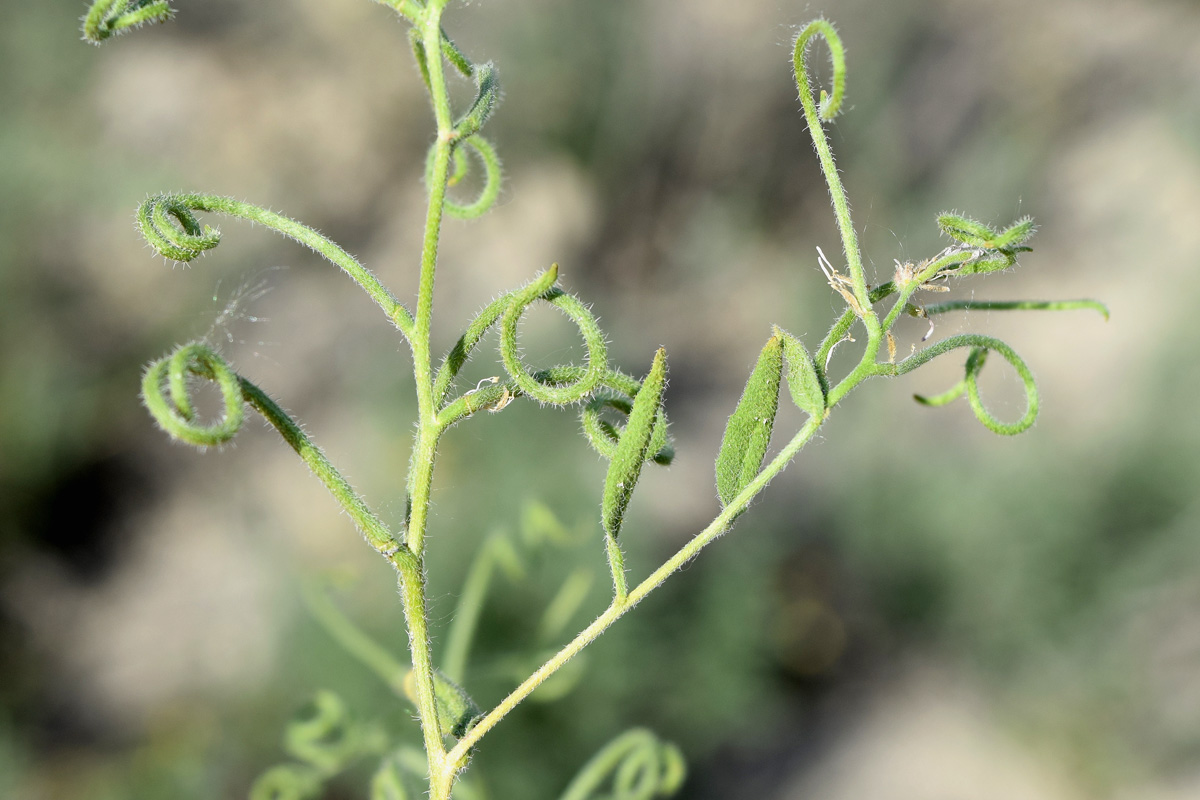 Изображение особи Strigosella brevipes.