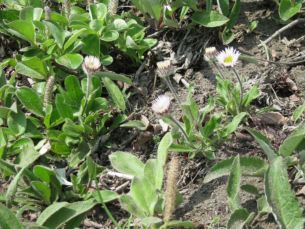 Image of Erigeron komarovii specimen.