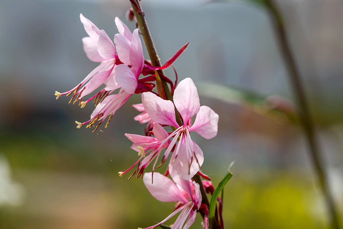 Изображение особи Gaura lindheimeri.