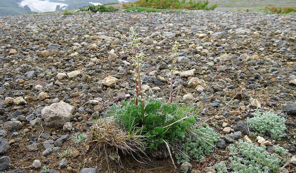 Изображение особи Artemisia borealis.