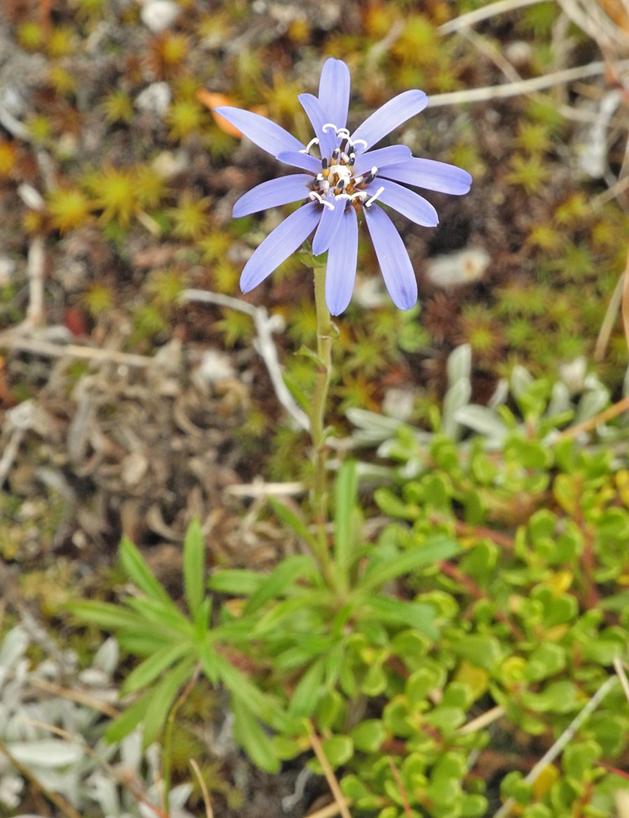 Image of Perezia linearis specimen.